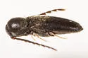 Microrhagus carinicollis - photo 5