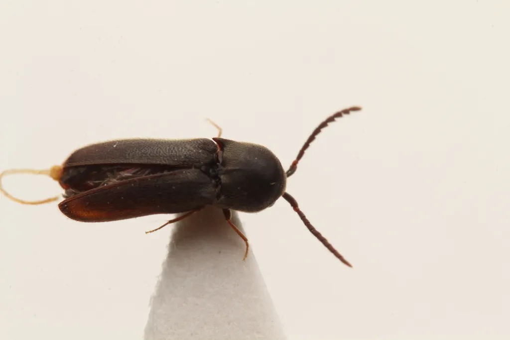 Microrhagus emyi - photo 2