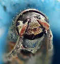 Microrhagus lecontei - photo 3