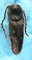 Microrhagus opacus - photo 2