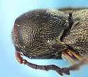 Microrhagus opacus - photo 4
