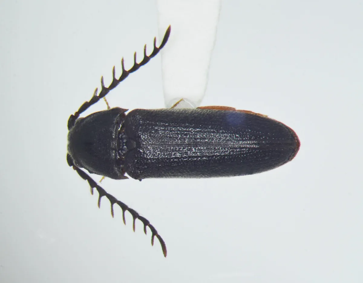 Microrhagus pectinatus