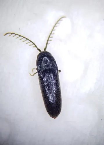 Microrhagus pygmaeus