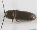 Microrhagus subsinuatus - Microrhagus subsinuatus