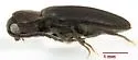 Microrhagus subsinuatus - photo 3