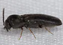 Microrhagus subsinuatus - photo 4