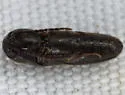 Microrhagus subsinuatus - photo 5