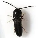 Microrhagus triangularis - Microrhagus triangularis
