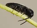 Microrhagus triangularis - photo 2