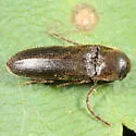 Microrhagus triangularis - photo 3