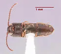 Microrhagus triangularis - photo 4