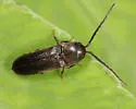 Microrhagus triangularis - photo 5