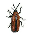 Microrhopala arizonica