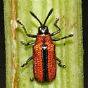 Microrhopala arizonica - photo 2