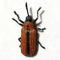 Microrhopala arizonica - photo 3