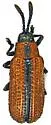 Microrhopala arizonica - photo 4