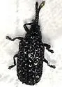 Microrhopala erebus