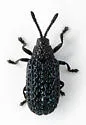 Microrhopala erebus - photo 2