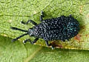 Microrhopala erebus - photo 4