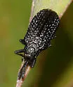 Microrhopala excavata