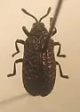 Microrhopala excavata - photo 4