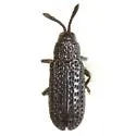 Microrhopala floridana