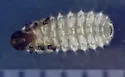 Microrhopala laetula
