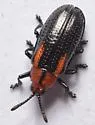 Microrhopala laetula - photo 4