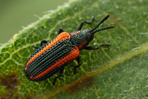 Microrhopala rileyi 0