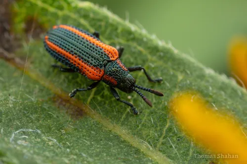 Microrhopala rileyi 0 - photo 2