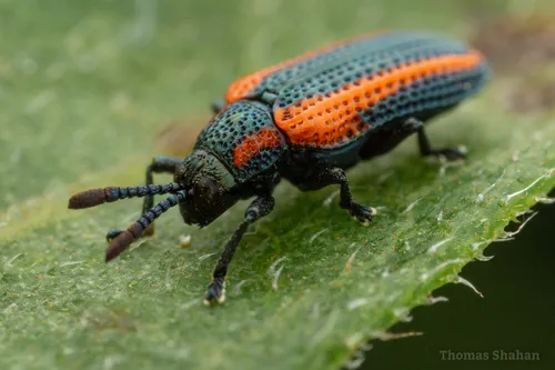 Microrhopala rileyi 0 - photo 4