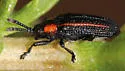 Microrhopala rubrolineata - photo 3