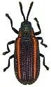 Microrhopala rubrolineata - photo 5
