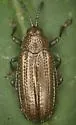 Goldenrod Leafminer - Microrhopala vittata