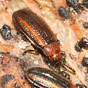 Goldenrod Leafminer - photo 2