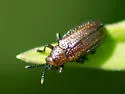 Goldenrod Leafminer - photo 3