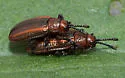 Goldenrod Leafminer - photo 4