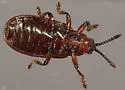 Goldenrod Leafminer - photo 5