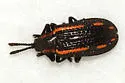 Microrhopala xerene - Microrhopala xerene