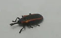Microrhopala xerene - photo 3