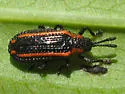 Microrhopala xerene - photo 5