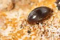 Microscapha clavicornis - photo 2