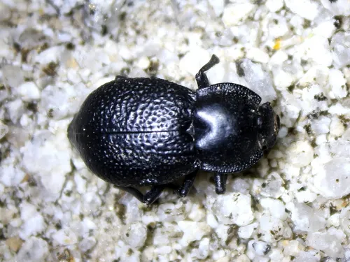 Microschatia championi