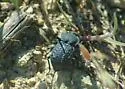 Microschatia inaequalis