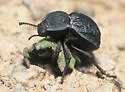 Microschatia inaequalis - photo 2