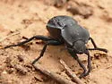 Microschatia inaequalis - photo 3