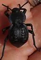 Microschatia inaequalis - photo 4