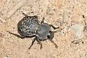 Microschatia inaequalis - photo 5
