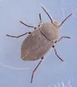 Microschatia morata - Microschatia morata
