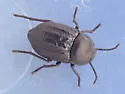 Microschatia morata - photo 2
